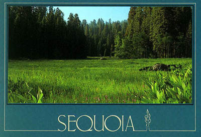 Discribed as 'Jewel of the Sierra' by John Muir the Great Naturalist 
- 'CRESCENT MEADOW' in Sequoia National Park