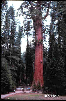 General Sherman Tree, Sequoia National Park